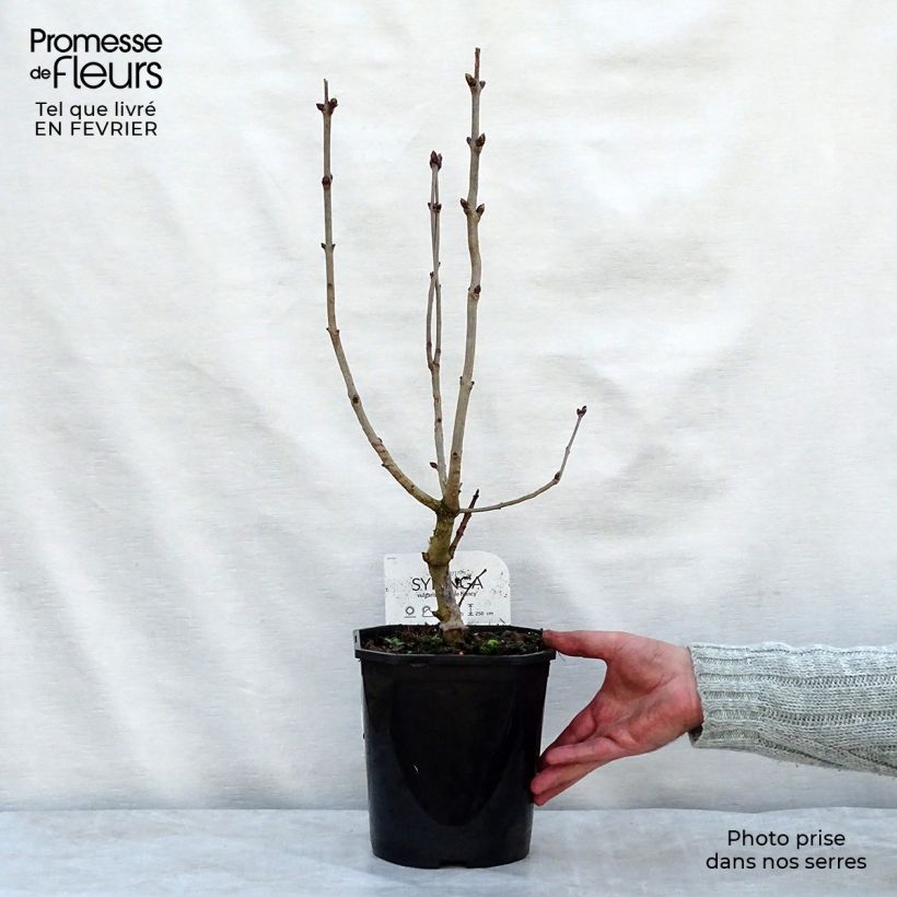 Lila Belle de Nancy - Syringa vulgaris Maceta 3L/4L Ejemplar entregado en invierno