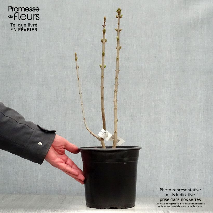 Lila Capitaine Baltet - Syringa vulgaris Maceta 4L/5L Ejemplar entregado en invierno