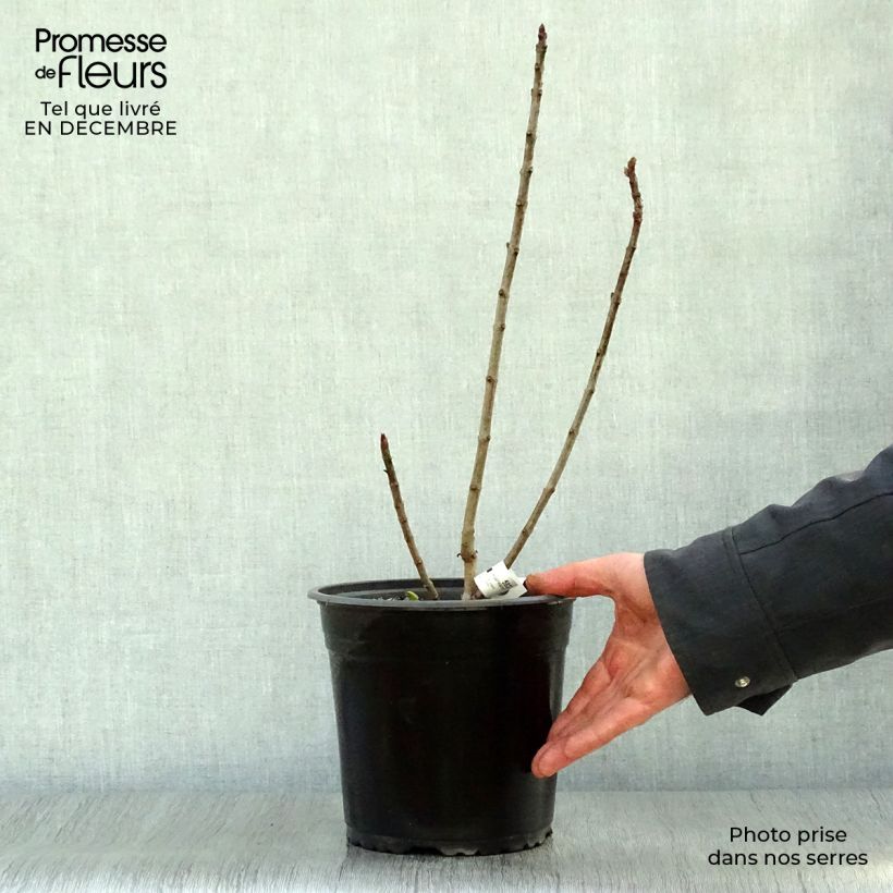 Lila Charles Joly - Syringa vulgaris Maceta 2L/3L Ejemplar entregado en invierno