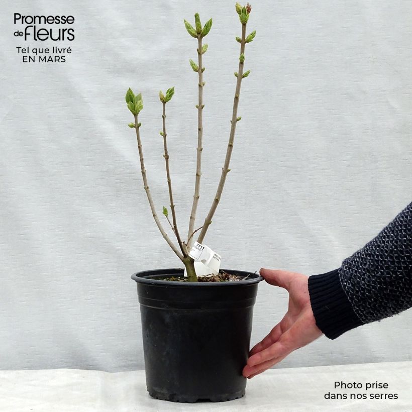 Lila Katherine Havemeyer - Syringa vulgaris Maceta 3L/4L Ejemplar entregado en invierno