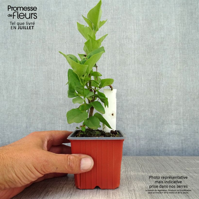 Ejemplar de Lila Katherine Havemeyer - Syringa vulgaris Maceta de 8/9 cm entregado en verano