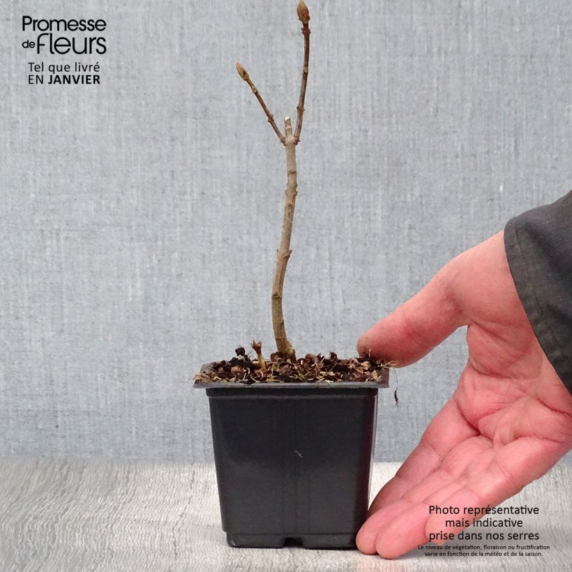 Lila Katherine Havemeyer - Syringa vulgaris Maceta de 8/9 cm Ejemplar entregado en invierno