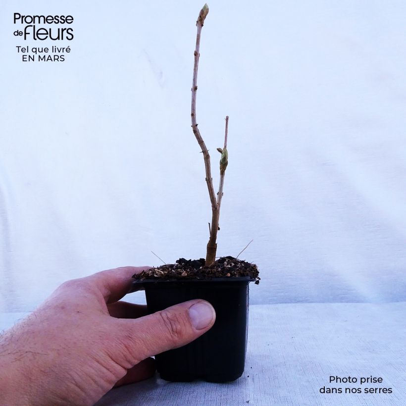 Lila Katherine Havemeyer - Syringa vulgaris Maceta de 8/9 cm Ejemplar entregado en la primavera