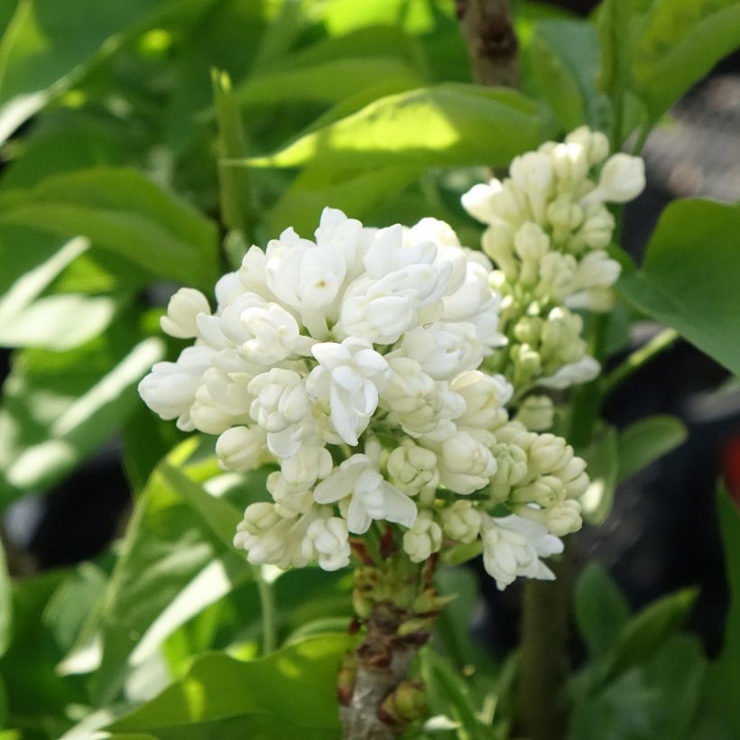 Lila Madame Lemoine - Syringa vulgaris (Floración)