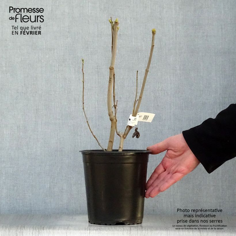 Lila Madame Lemoine - Syringa vulgaris Maceta 3L/4L Ejemplar entregado en invierno