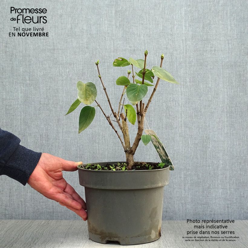 Ejemplar de Lila Madame Lemoine - Syringa vulgaris Maceta 3L/4L entregado en otoño
