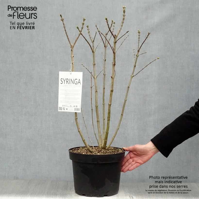 Lila Madame Lemoine - Syringa vulgaris Maceta 7,5L/10L Ejemplar entregado en invierno