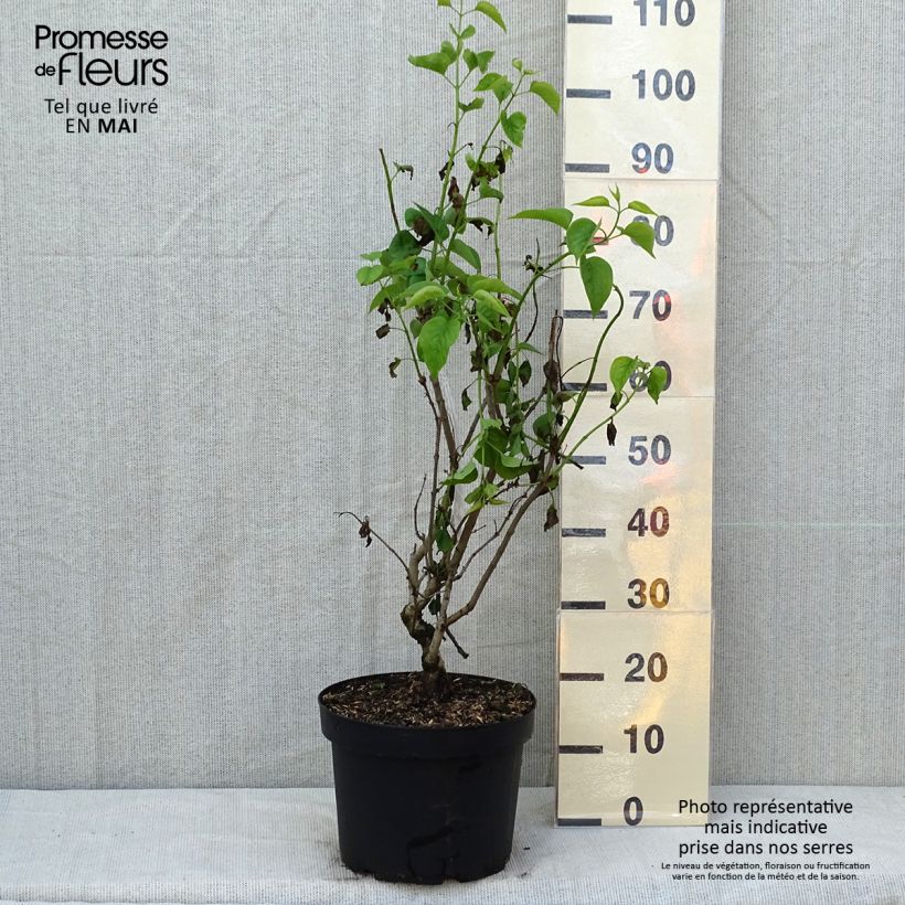 Lila Madame Lemoine - Syringa vulgaris Maceta 7,5L/10L Ejemplar entregado en la primavera