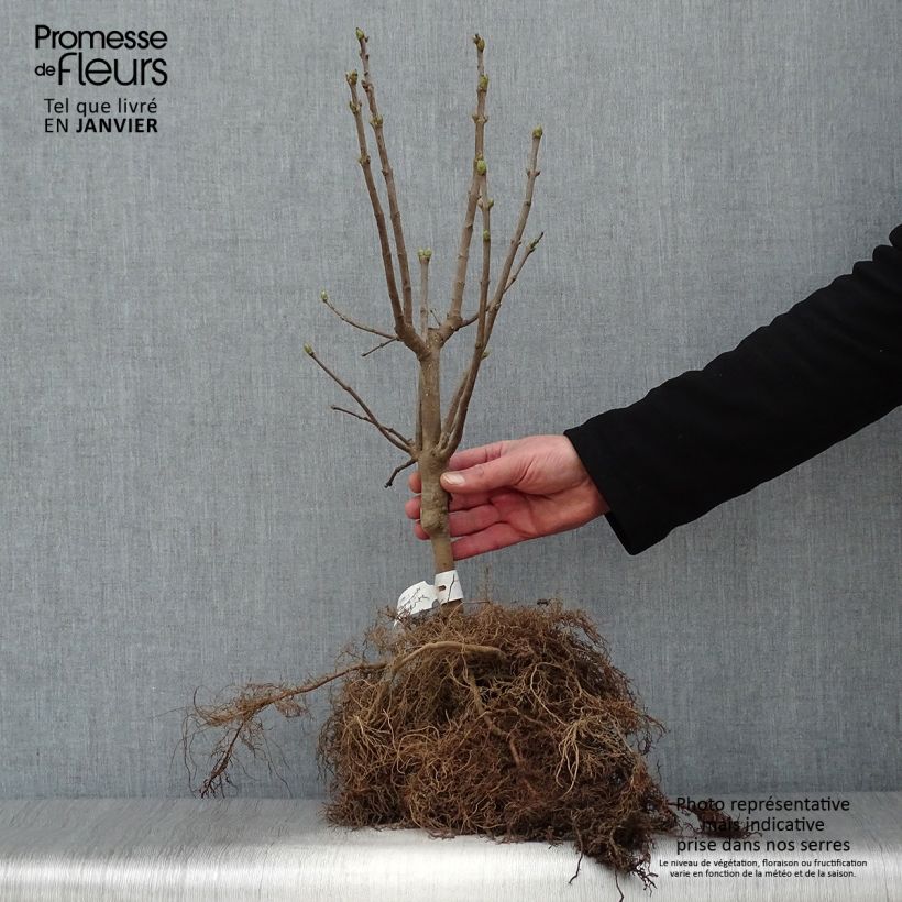 Lila Michel Buchner - Syringa vulgaris Raíces desnudas Ejemplar entregado en invierno