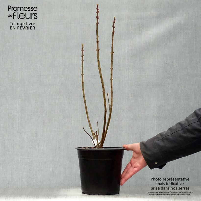 Lila Président Grevy - Syringa vulgaris Maceta 4L/5L Ejemplar entregado en invierno