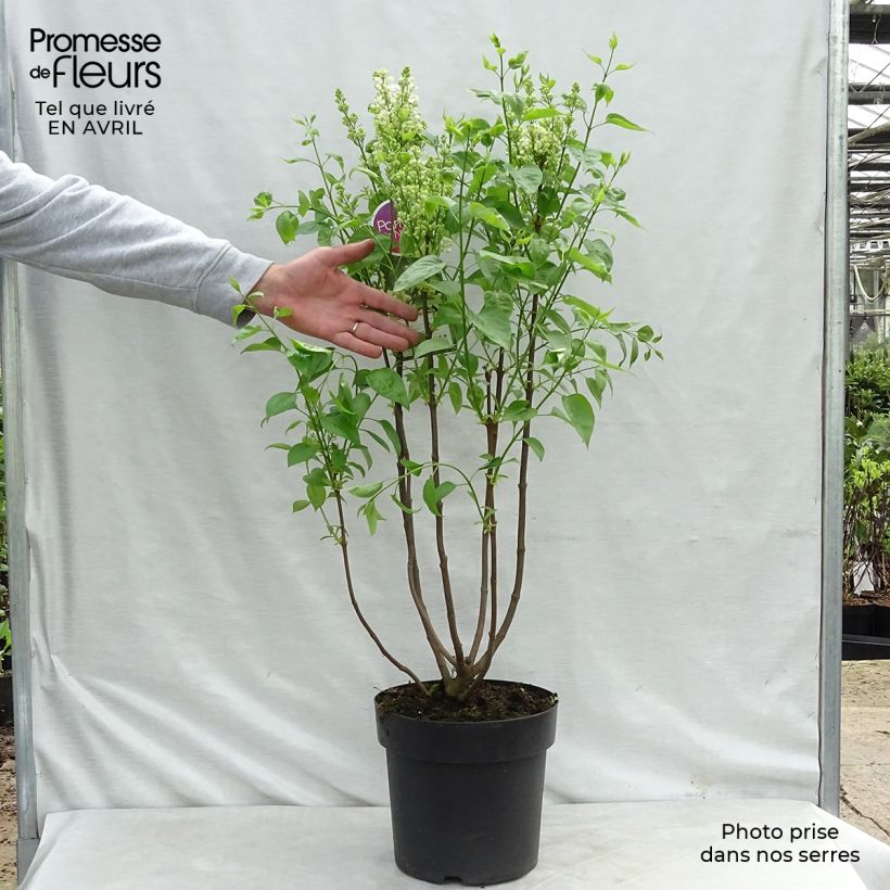 Lila Primrose - Syringa vulgaris Maceta 4L/5L Ejemplar entregado en la primavera
