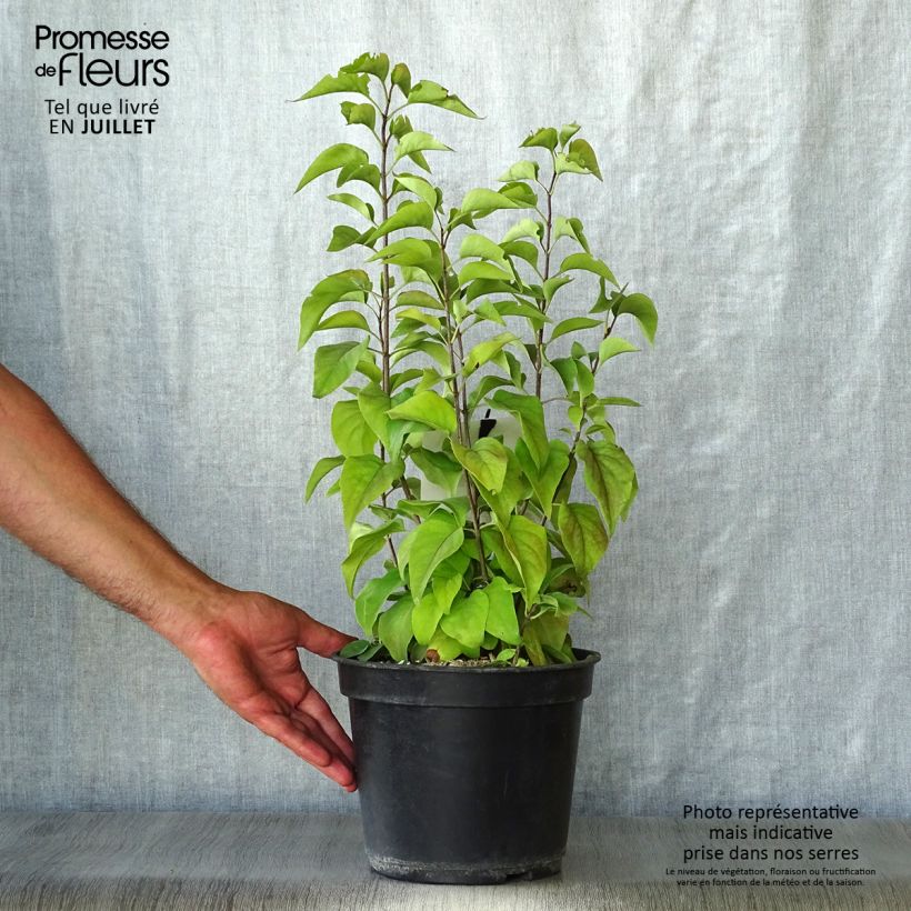 Ejemplar de Lila Prince Wolkonsky - Syringa vulgaris Maceta 3L/4L entregado en verano