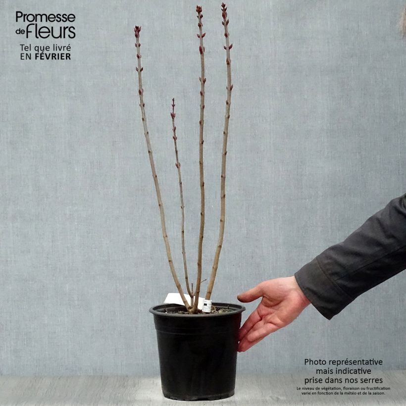 Lila Prince Wolkonsky - Syringa vulgaris Maceta 3L/4L Ejemplar entregado en invierno