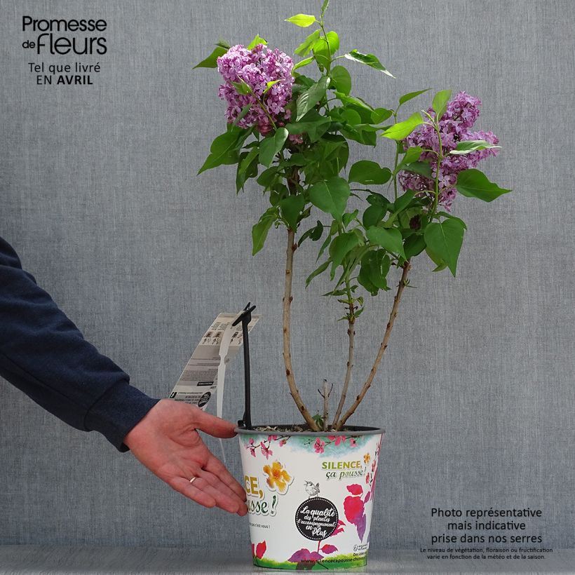 Lila Princesse Sturdza - Syringa vulgaris Maceta 4L/5L Ejemplar entregado en la primavera