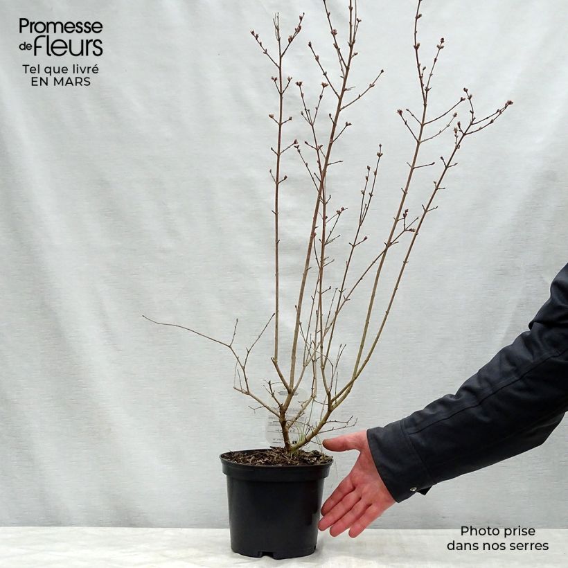 Lila Red Pixie - Syringa microphylla Maceta 3L/4L Ejemplar entregado en la primavera