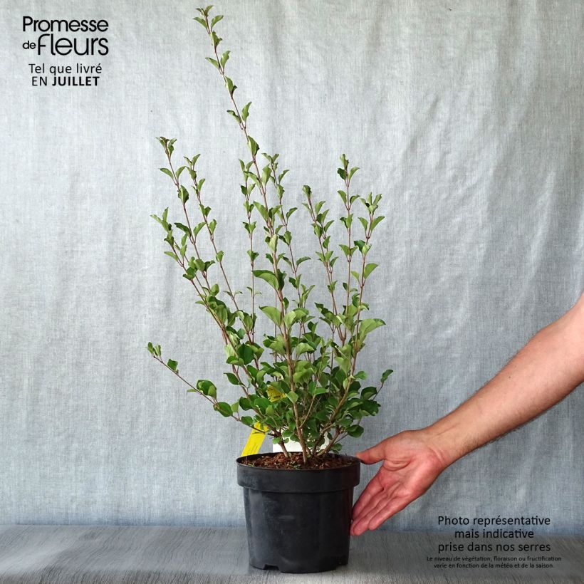 Ejemplar de Lila Red Pixie - Syringa microphylla Maceta 3L/4L entregado en verano