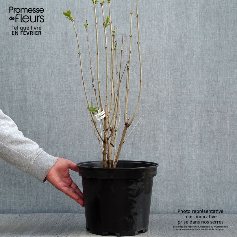 Ejemplar de Lila Kindy Rose - Syringa vulgaris Maceta 7,5L/10L entregado en otoño