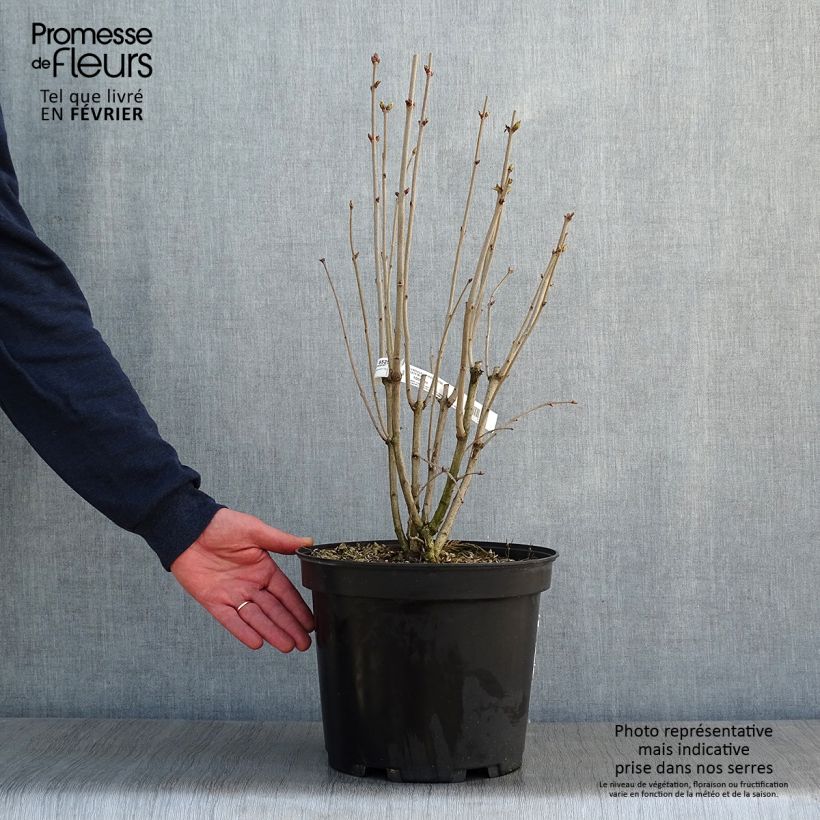 Lila Kindy Rose - Syringa vulgaris Maceta 7,5L/10L Ejemplar entregado en invierno