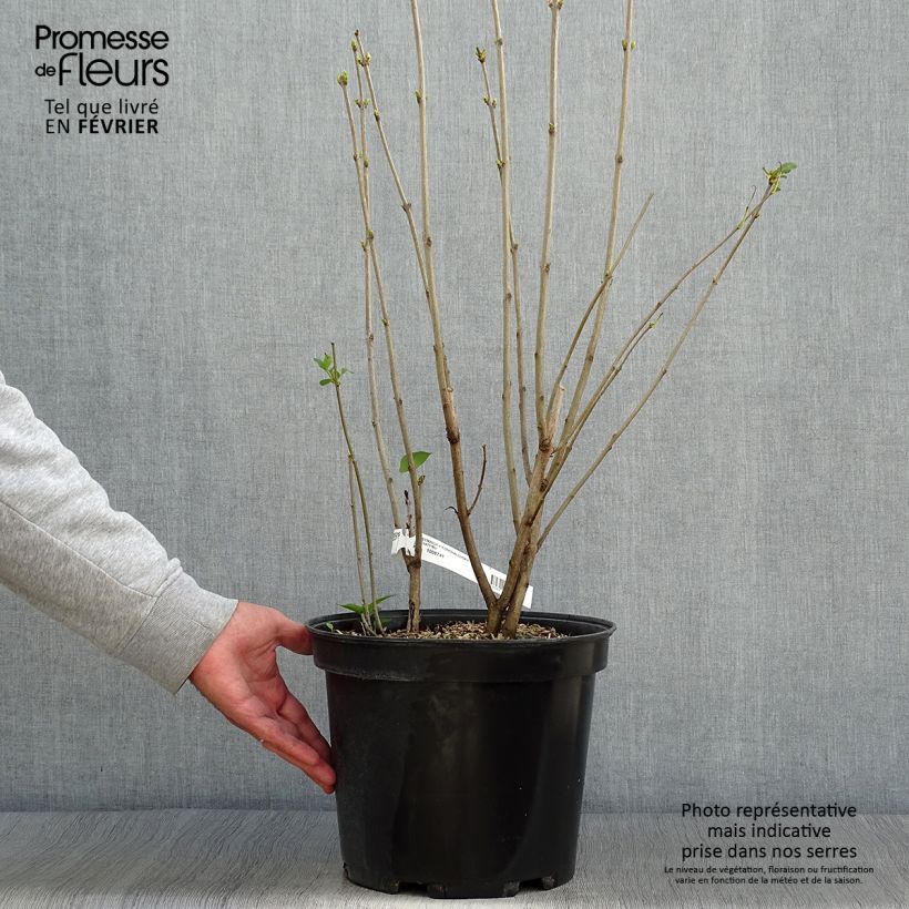 Ejemplar de Lila Konchalovskii - Syringa vulgaris Maceta 7,5L/10L entregado en otoño