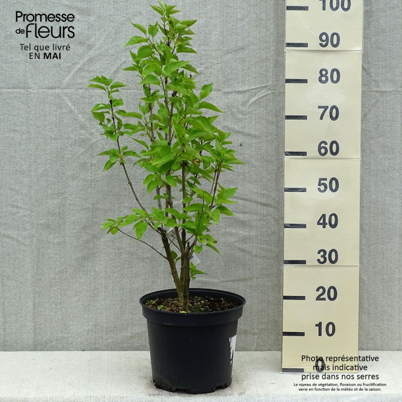 Lila Konchalovskii - Syringa vulgaris Maceta 7,5L/10L Ejemplar entregado en la primavera