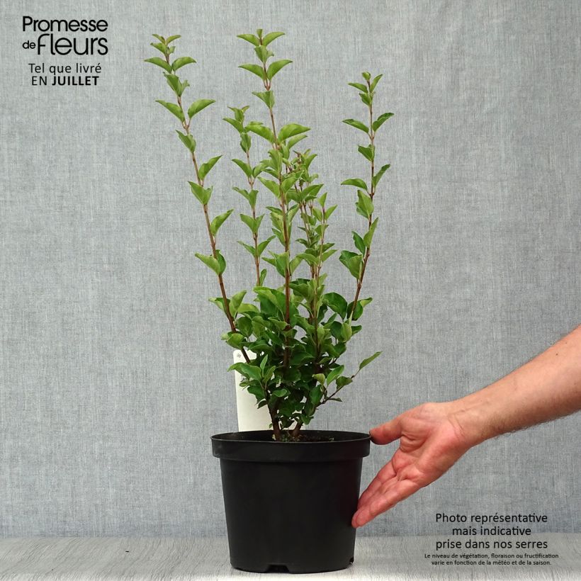 Ejemplar de Lila Josée - Syringa velutina Maceta 3L/4L entregado en verano