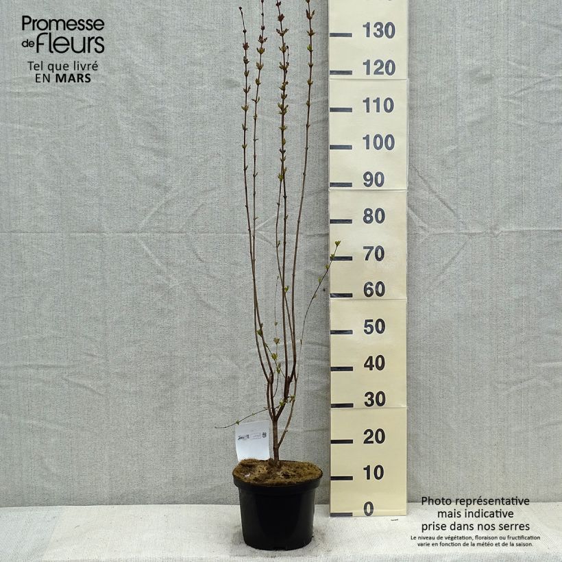 Lila Superba - Syringa microphylla Maceta 2L/3L Ejemplar entregado en invierno