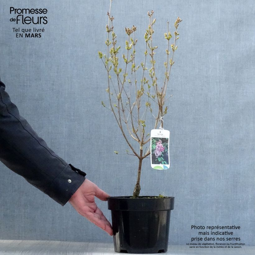 Lila Superba - Syringa microphylla Maceta 2L/3L Ejemplar entregado en la primavera