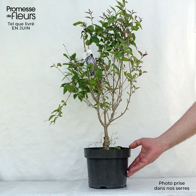 Ejemplar de Lila Superba - Syringa microphylla Maceta 2L/3L entregado en verano