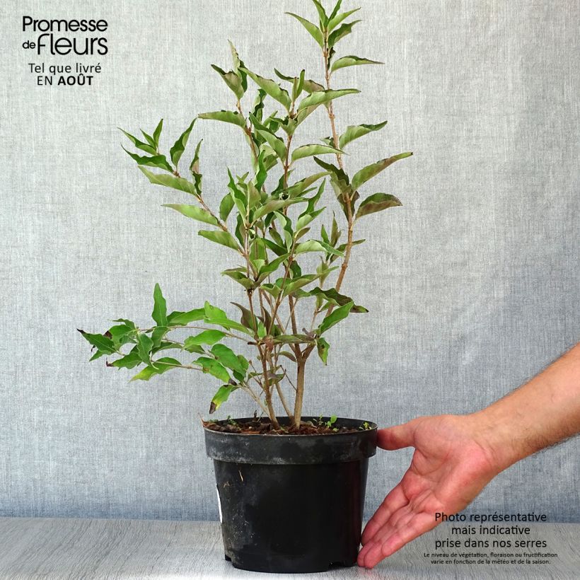 Ejemplar de Lila Miss Kim - Syringa patula Maceta 2L/3L entregado en verano
