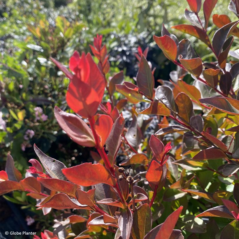 Lagerstroemia indica Gourmet Red Red Wine - Árbol de Júpiter (Follaje)