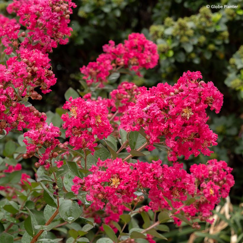 Lagerstroemia indica Gourmet Red Red Wine - Árbol de Júpiter (Floración)