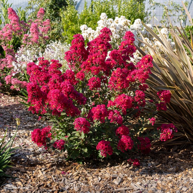 Lagerstroemia indica Gourmet Red Red Wine - Árbol de Júpiter (Porte)