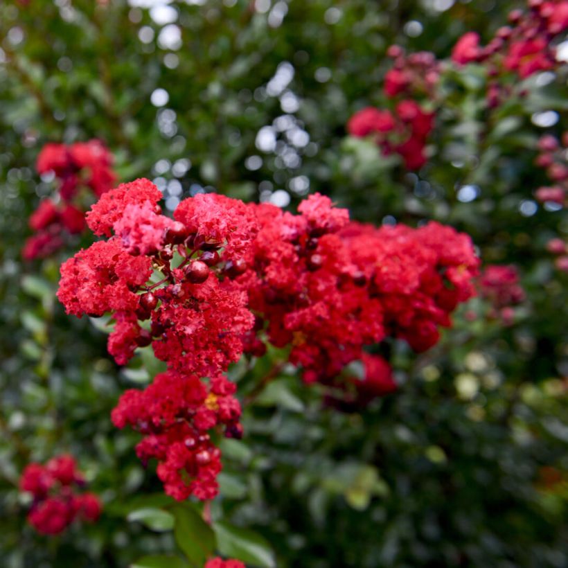 Lagerstroemia Ruffled Red Magic - Árbol de Júpiter (Floración)