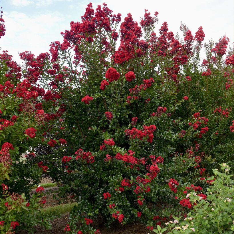 Lagerstroemia Ruffled Red Magic - Árbol de Júpiter (Porte)