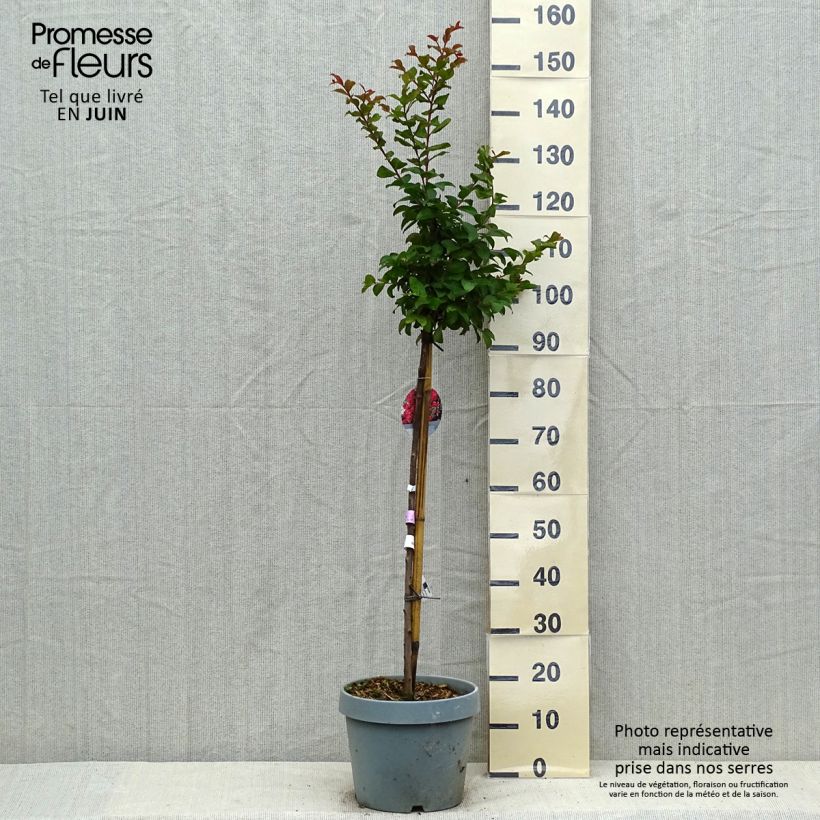Ejemplar de Árbol de Júpiter Berry Dazzle - Lagerstroemia indica Maceta 7,5L/10L entregado en verano
