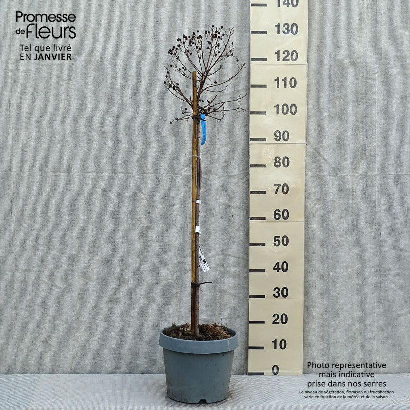 Árbol de Júpiter Berry Dazzle - Lagerstroemia indica Maceta 7,5L/10L Ejemplar entregado en invierno