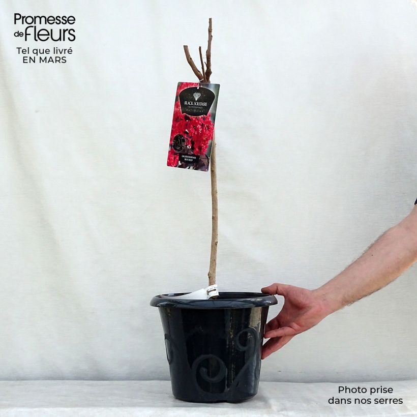Árbol de Júpiter Black Solitaire Best Red - Lagerstroemia indica Maceta 7,5L/10L Ejemplar entregado en la primavera