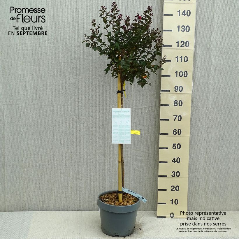 Ejemplar de Árbol de Júpiter Play It Again Double Feature - Lagerstroemia indica Maceta 7,5L/10L entregado en verano