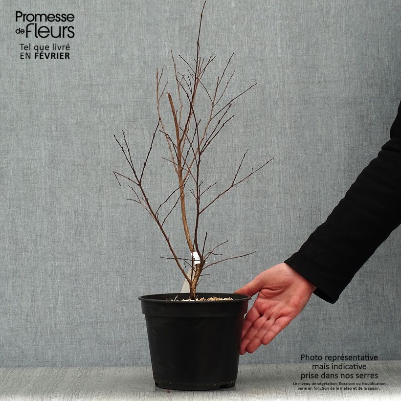 Árbol de Júpiter Enduring Red - Lagerstroemia indica Maceta 3L/4L Ejemplar entregado en invierno