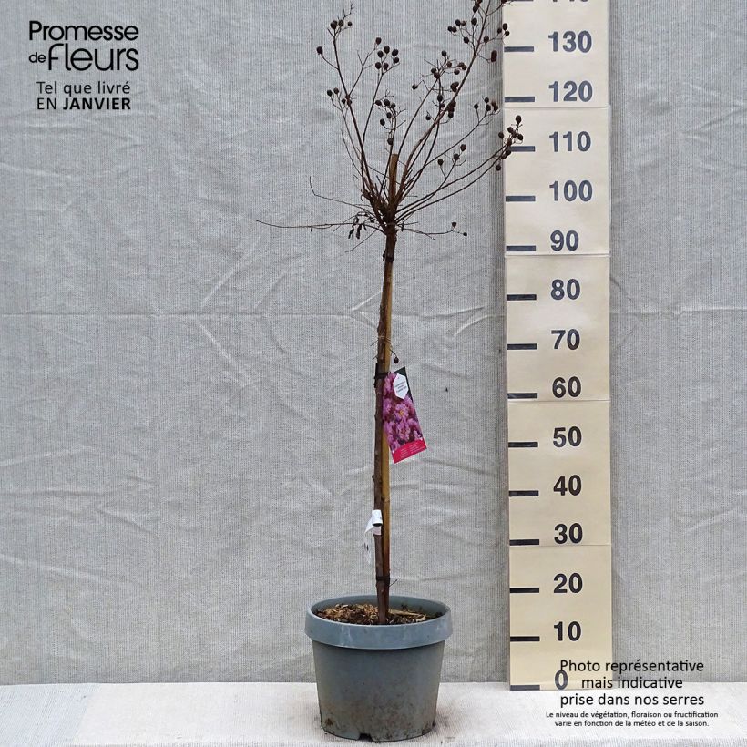 Árbol de Júpiter Eveline - Lagerstroemia indica Maceta 7,5L/10L Ejemplar entregado en invierno