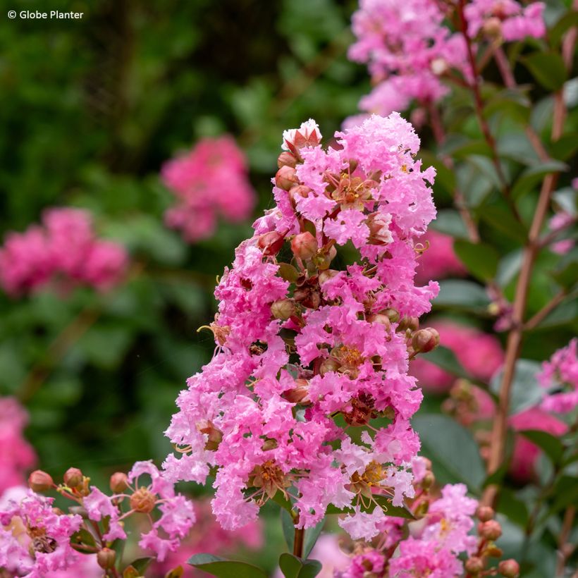 Lagerstroemia indica Gourmet Choco Pink - Árbol de Júpiter (Floración)