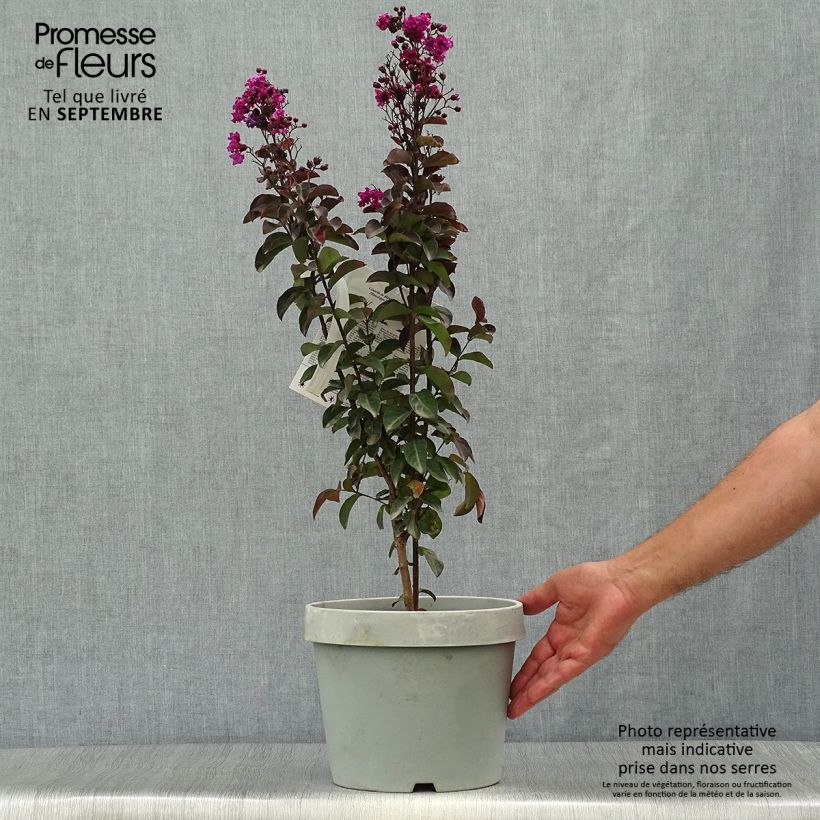 Ejemplar de Árbol de Júpiter Rhapsody In Blue - Lagerstroemia indica Maceta 7,5L/10L entregado en otoño