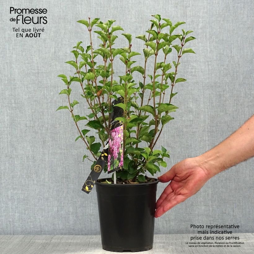 Ejemplar de Lilo enano Flowerfesta Pink - Syringa meyeri Maceta 3L/4L entregado en verano