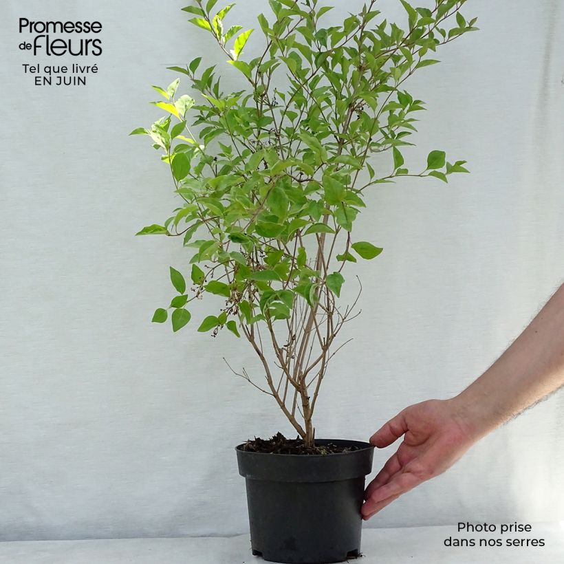 Ejemplar de Lilo enano Flowerfesta White - Syringa meyeri Maceta 3L/4L entregado en verano