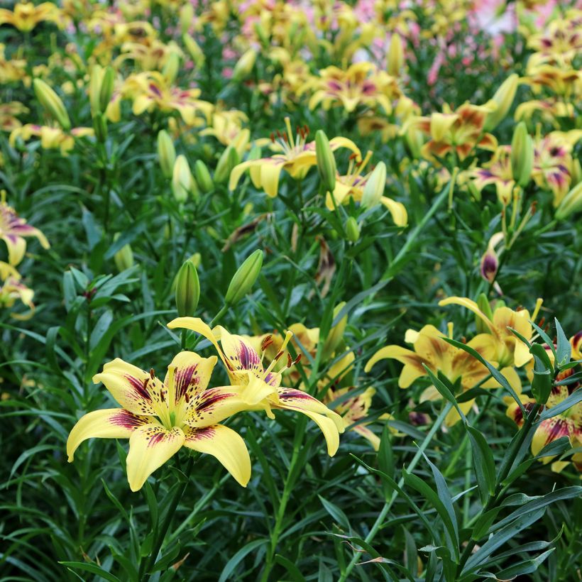 Lilium asiatica Pieton - Lirio asiático (Porte)