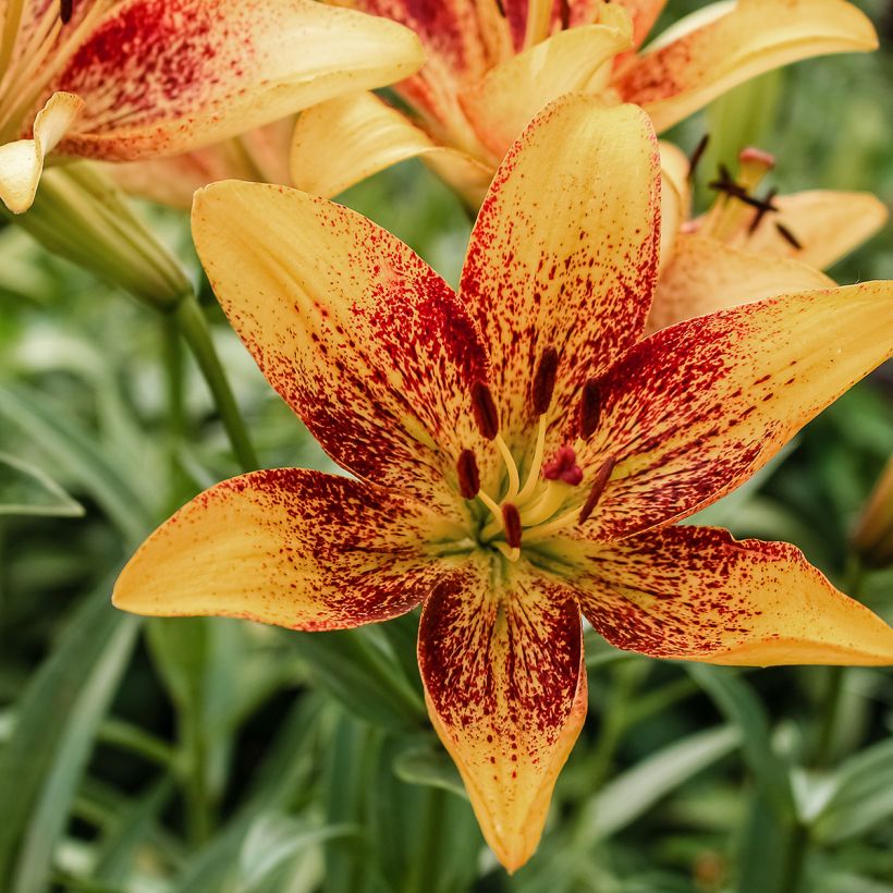 Lilium asiatica Tribal Dance - Lirio asiático (Floración)