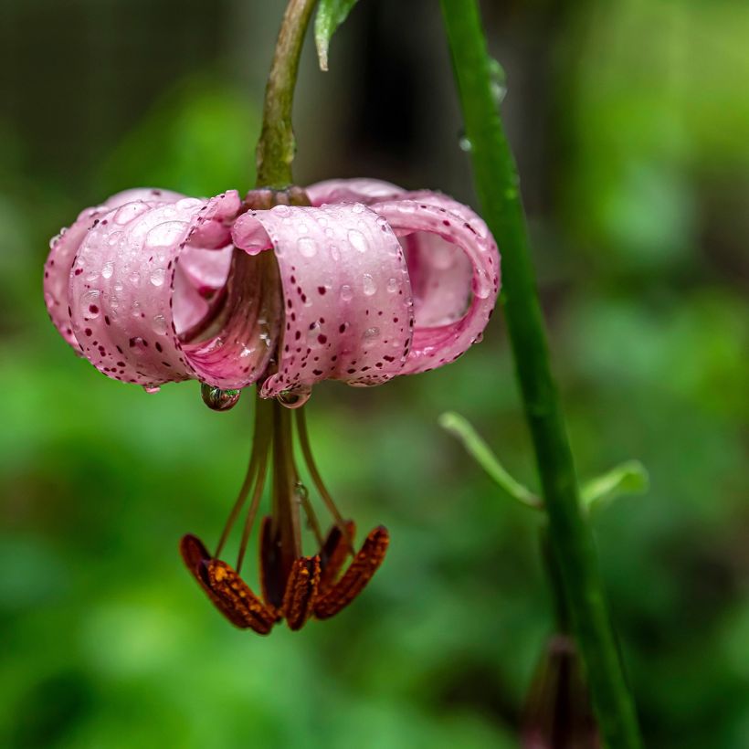 Martagón - Lilium martagon (Floración)