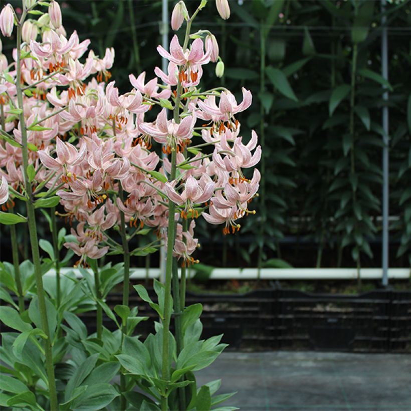 Martagón Pink Morning - Lilium martagon (Porte)