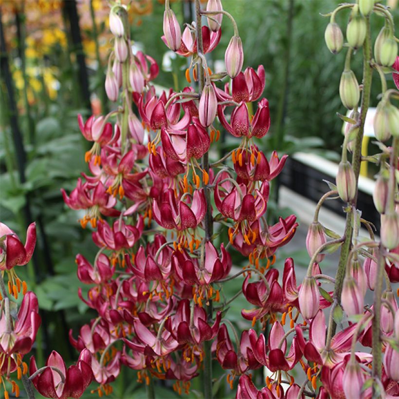 Martagón Russian Morning - Lilium martagon (Floración)