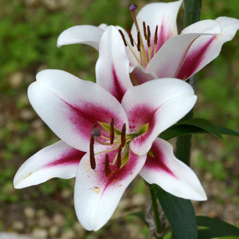 Lilium Gaucho - Lirio (Floración)